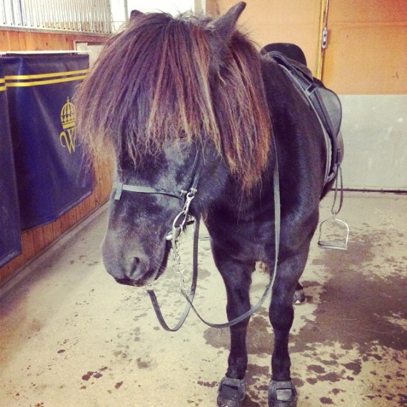 10724018_825428074176727_1408641467_n