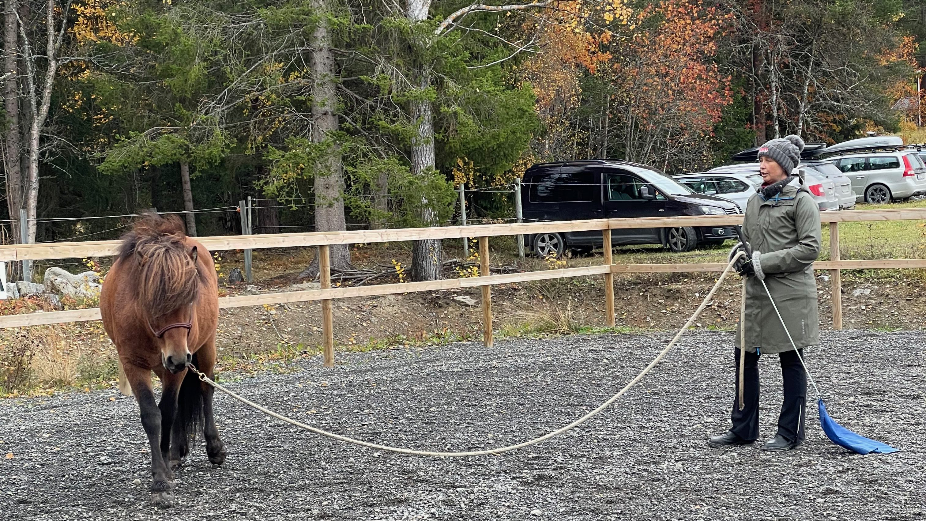 Seriekurs – hur du får bättre kommunikation med din häst genom att arbeta från marken – inställd pga Corona