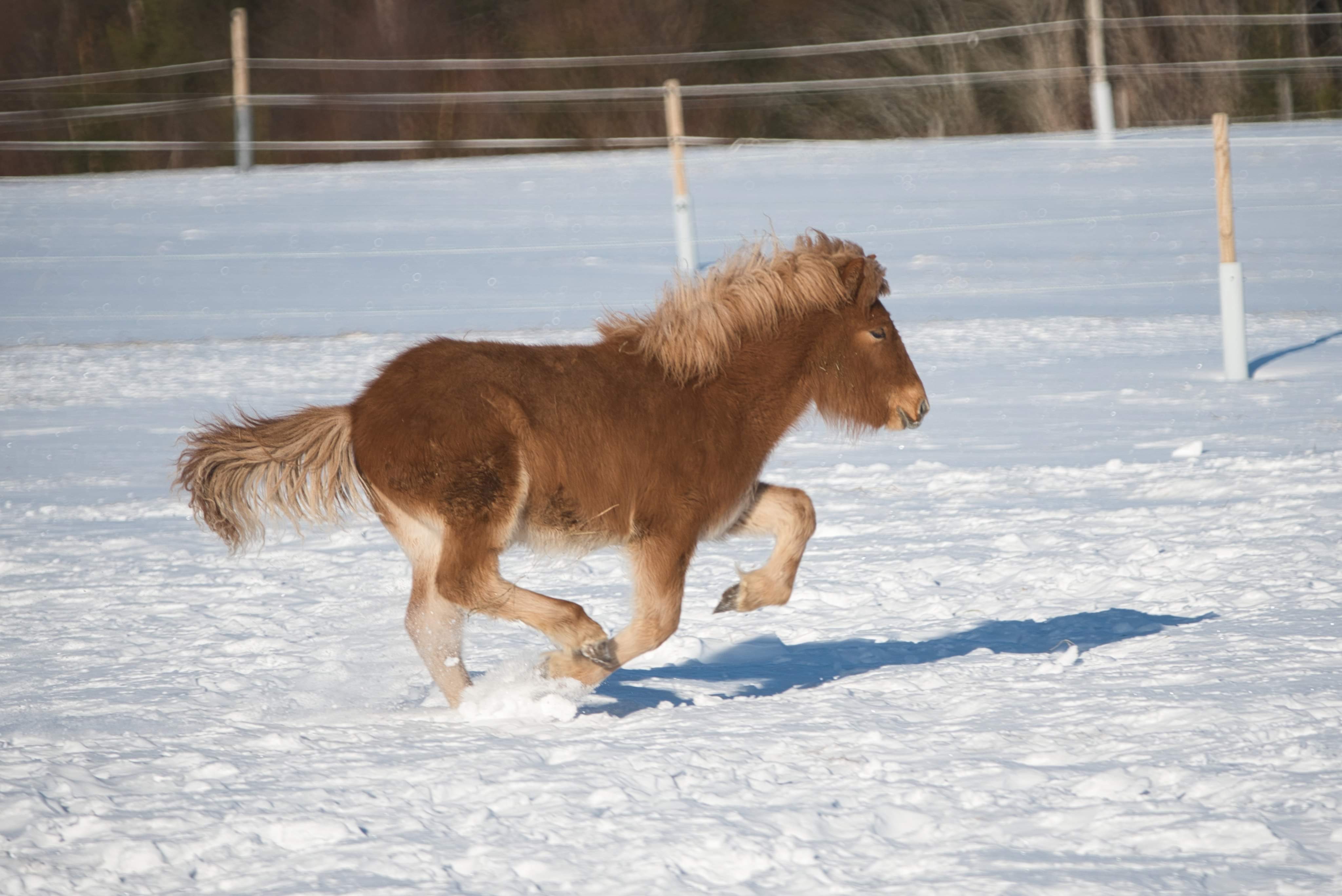 Kjarni från Eckes Foto: Gudni Agustsson